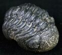 Bumpy, Barrandeops (Phacops) Trilobite #11249-1